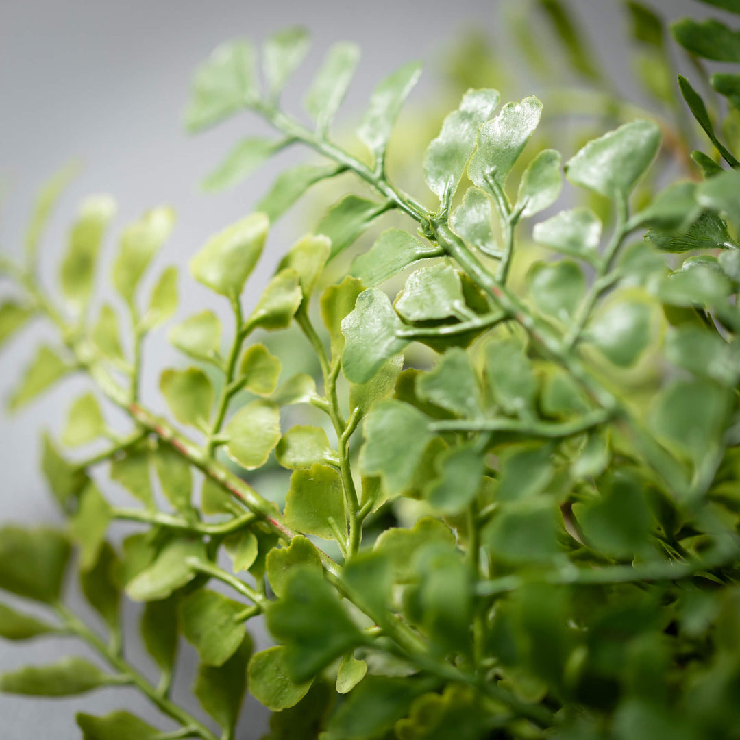 Natural Maidenhair Fern Bush
