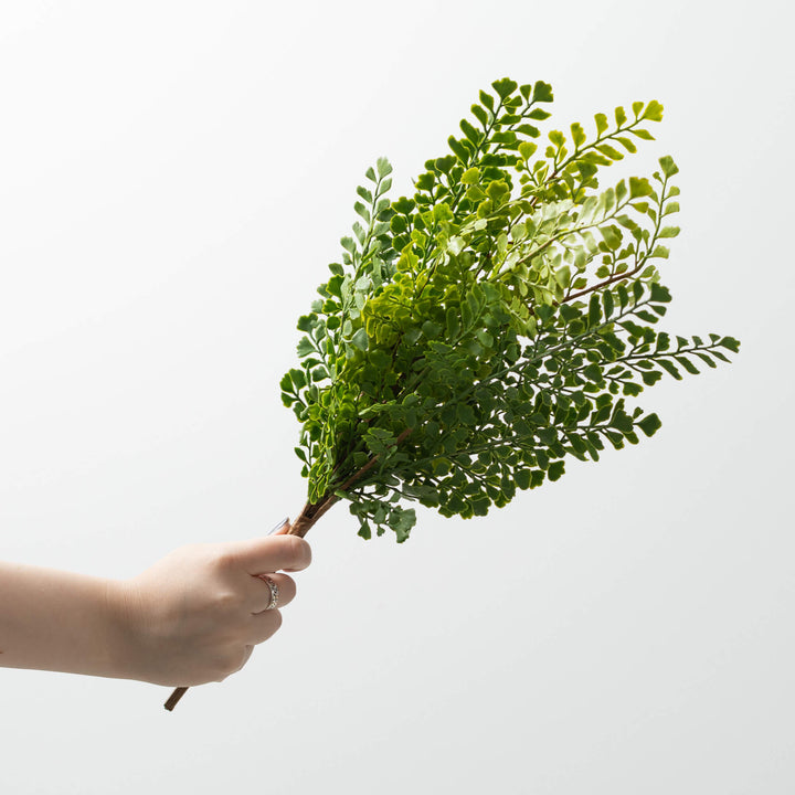Natural Maidenhair Fern Bush