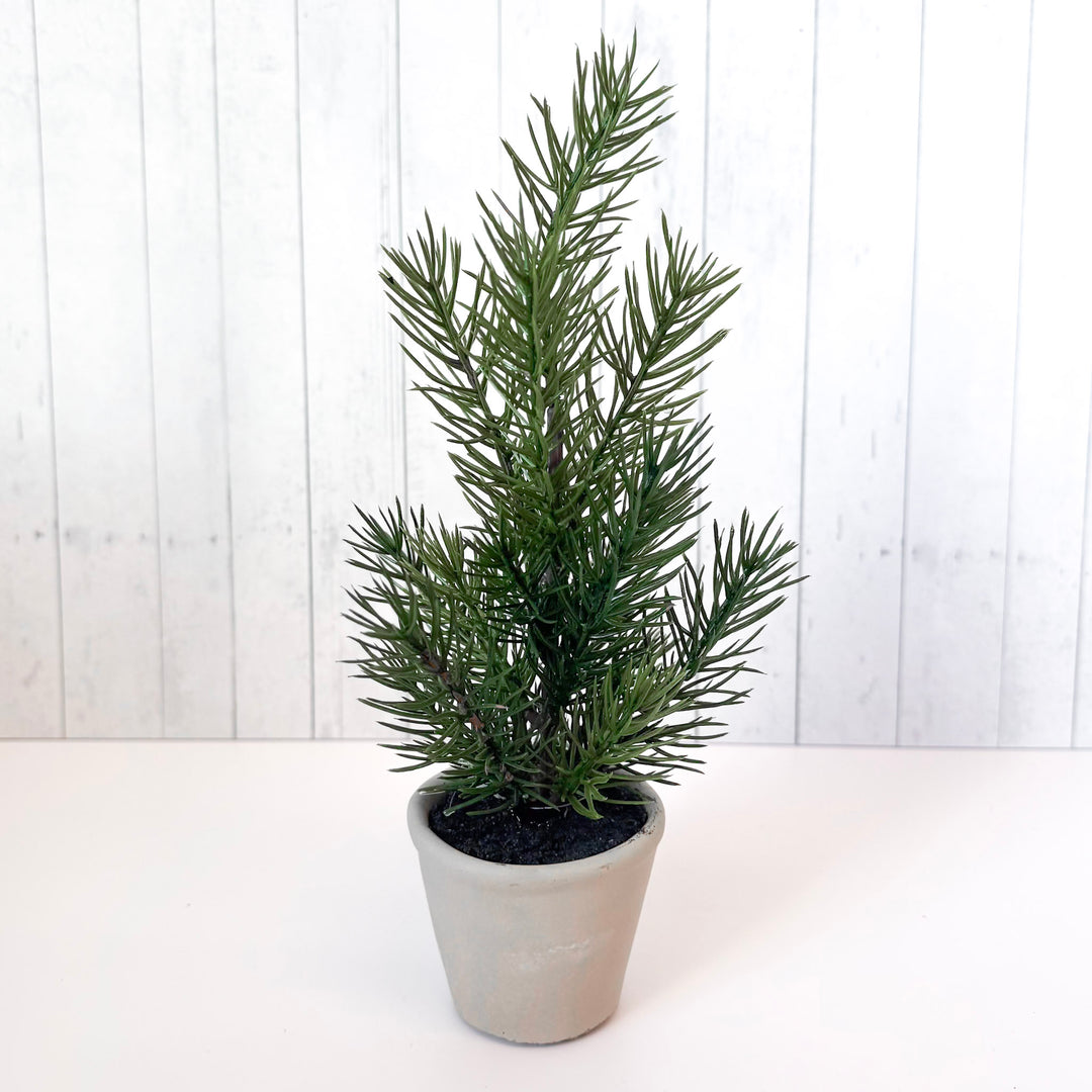 Mini Hemlock Pine Potted Tree