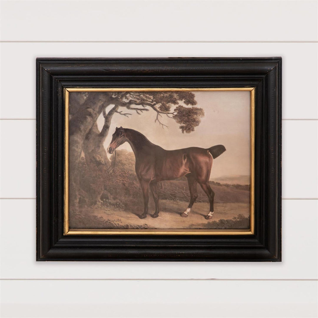Young Steed Framed Print