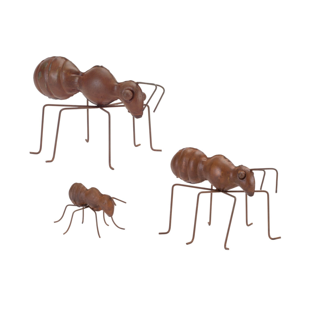 Brown Iron Ant