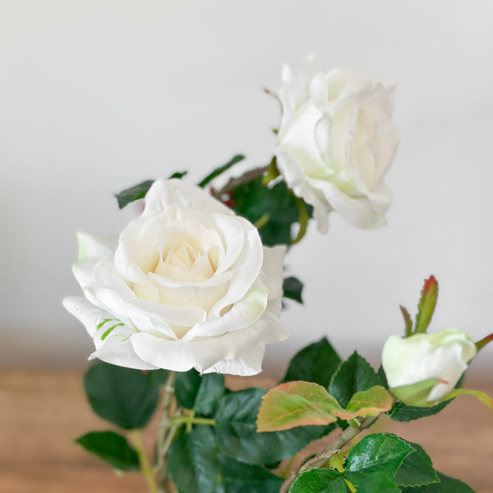 Potted White Roses