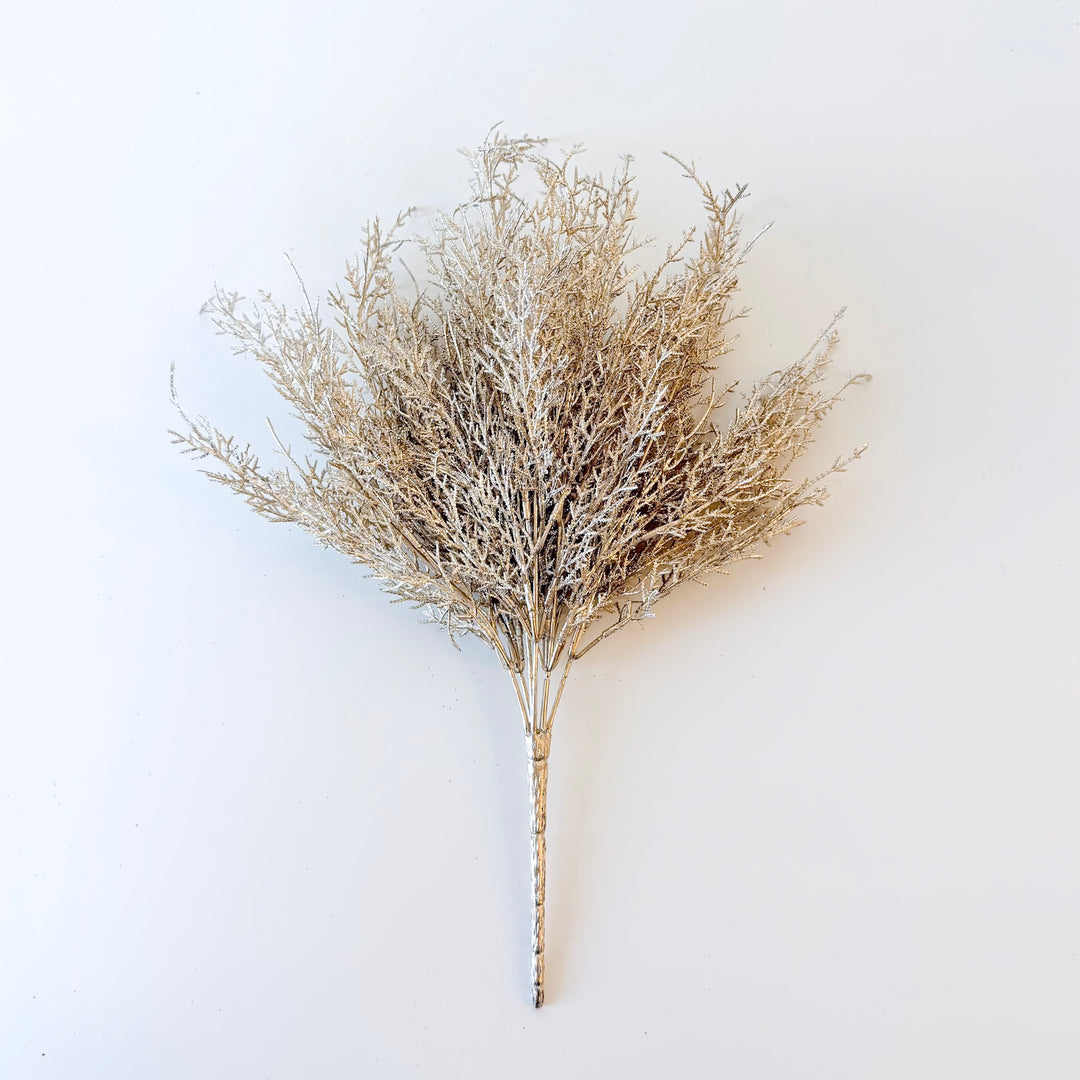 Champagne Touch Cedar Bush
