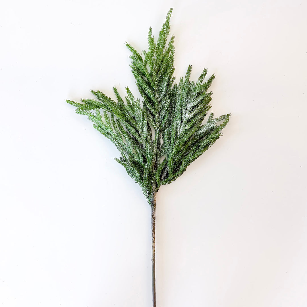 Iced Garden Norfolk Pine Branch
