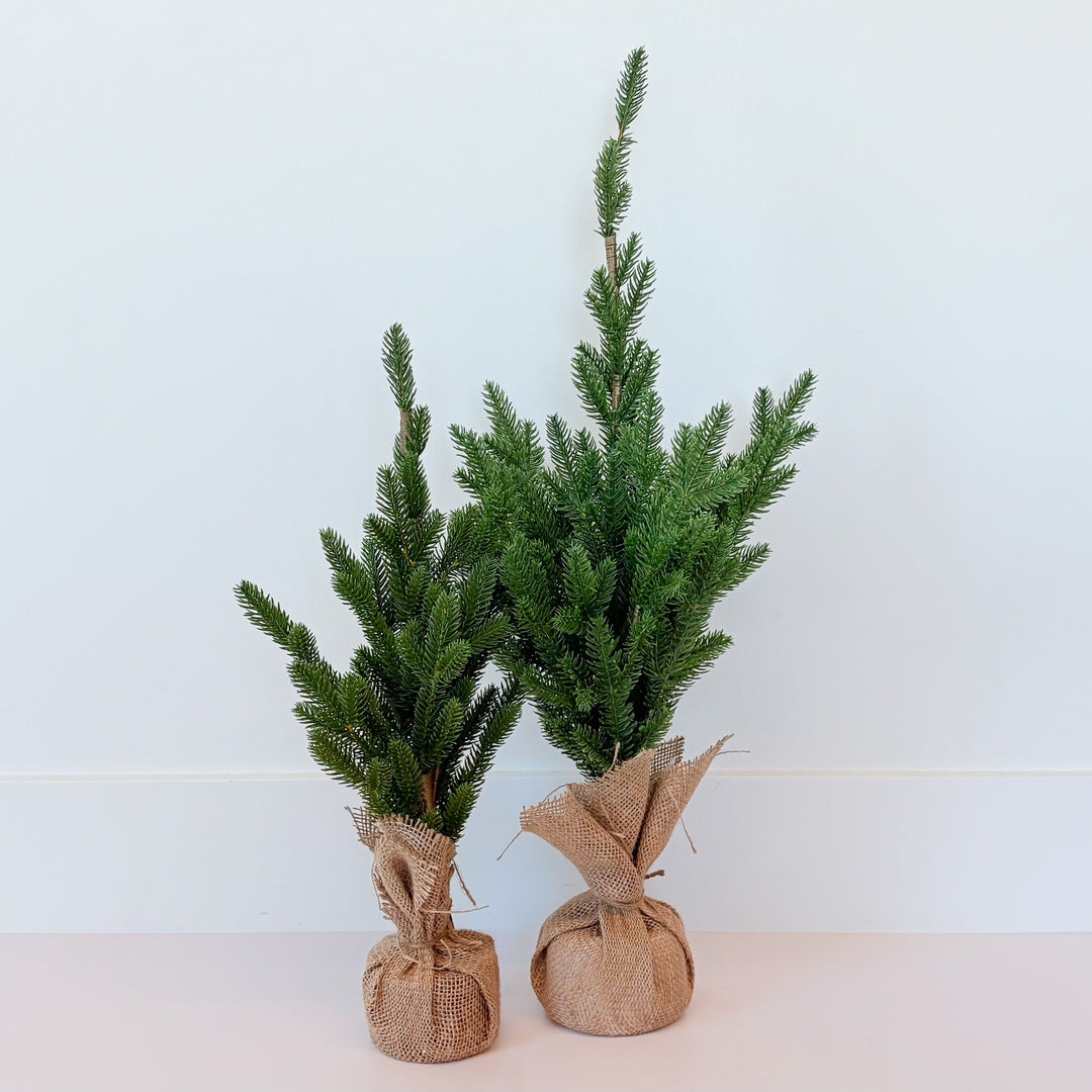 Tree With Jute Base