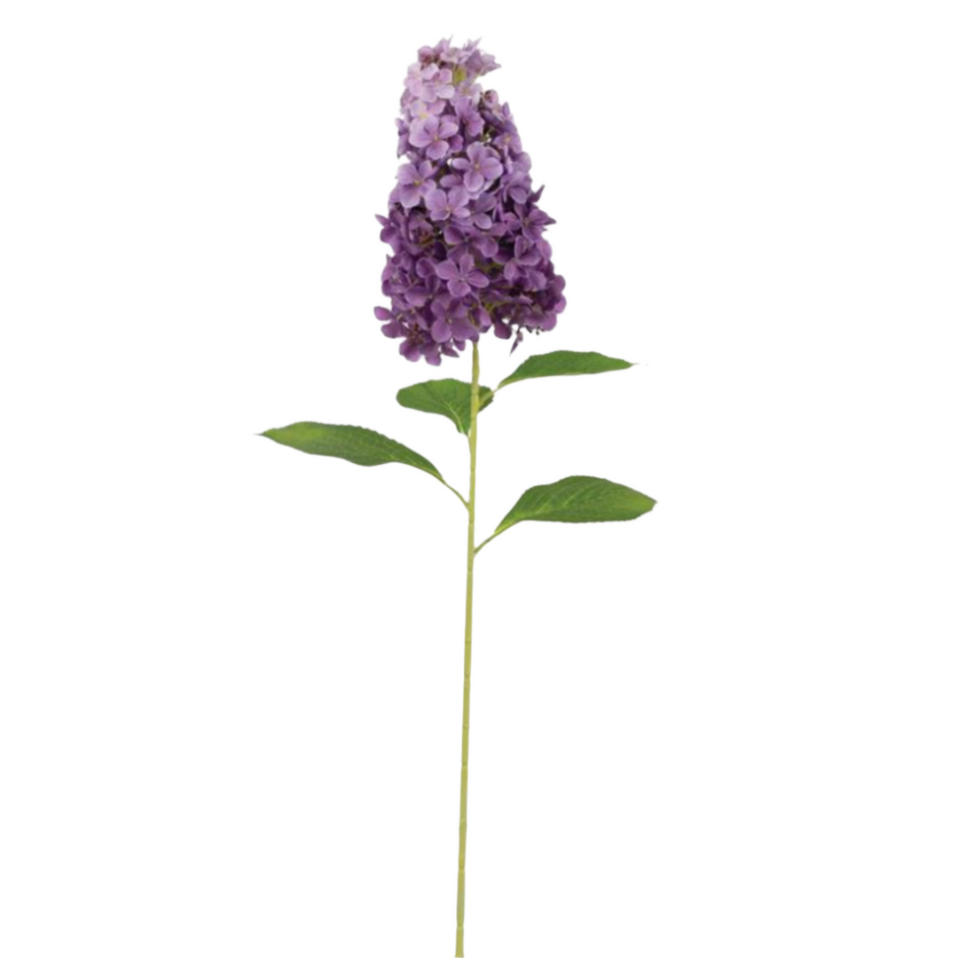 Purple Peegee Hydrangea