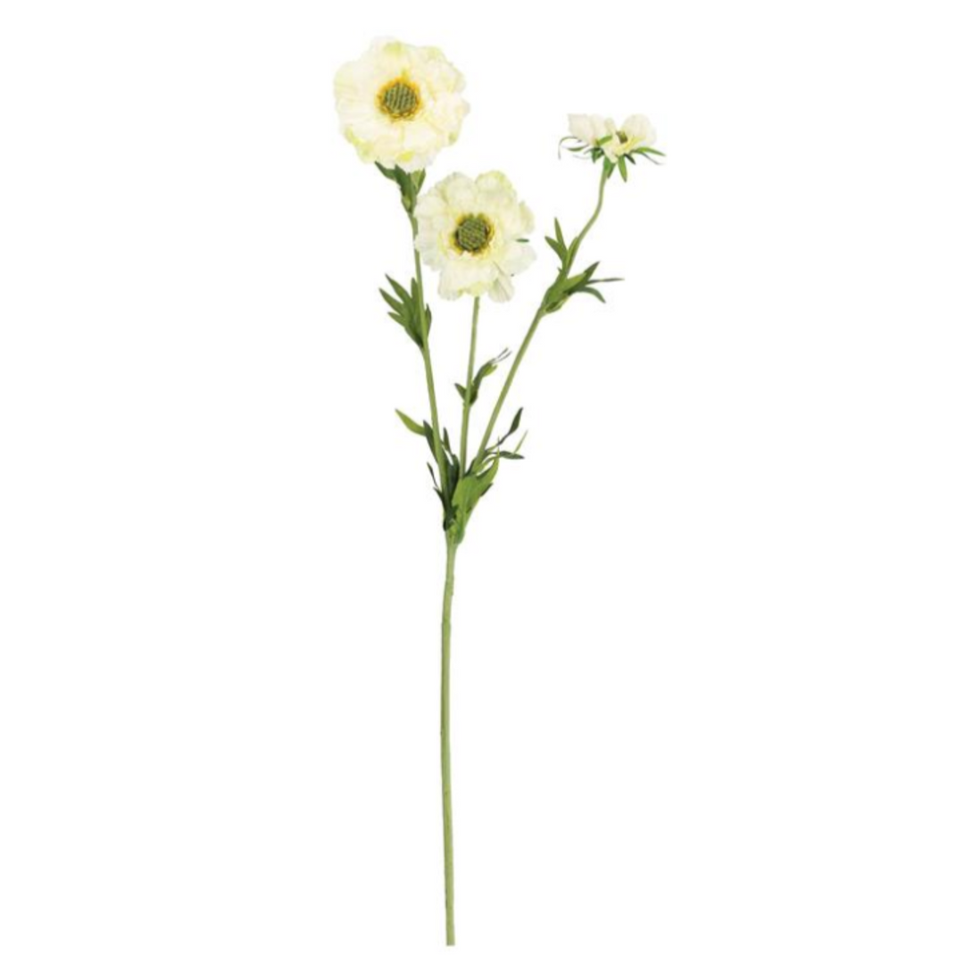 Cream Scabiosa Blooms