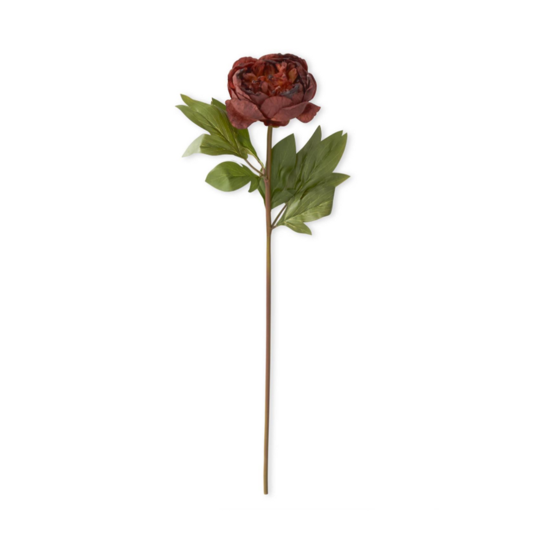 Dried Rust Peony Stem