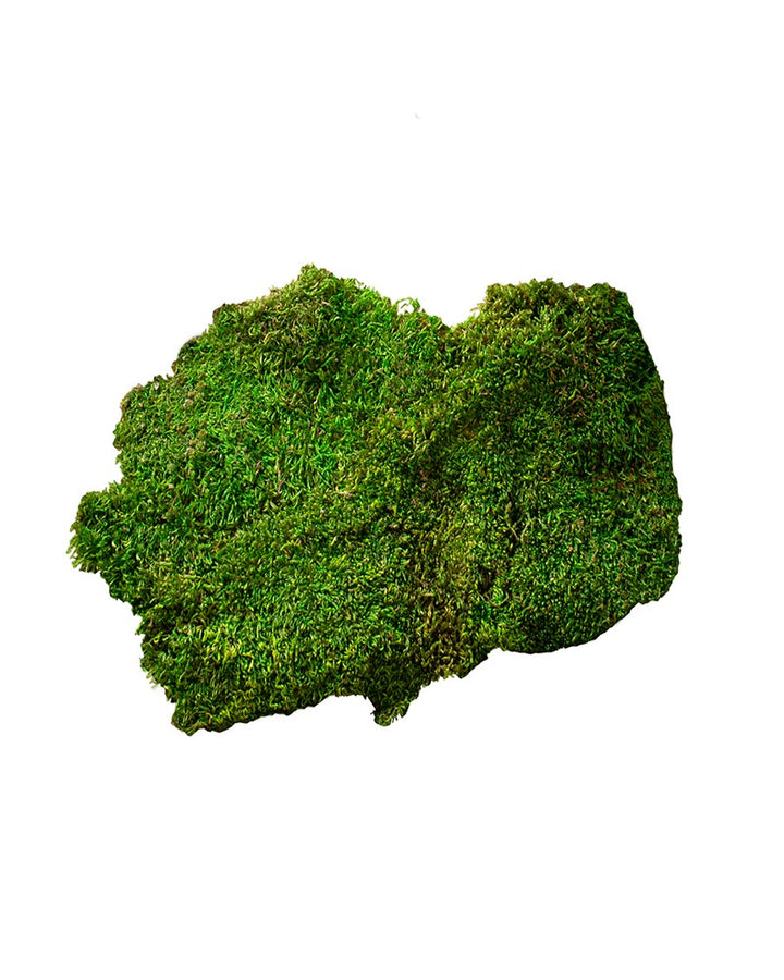 Preserved Sheet Moss