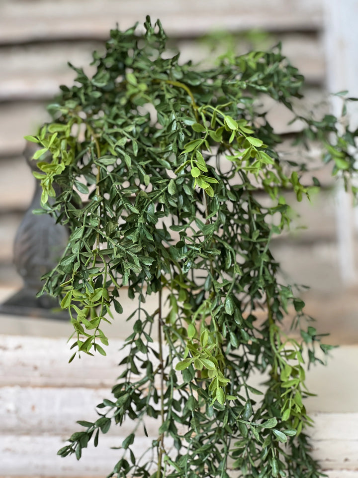 New England Boxwood Hanging Foliage