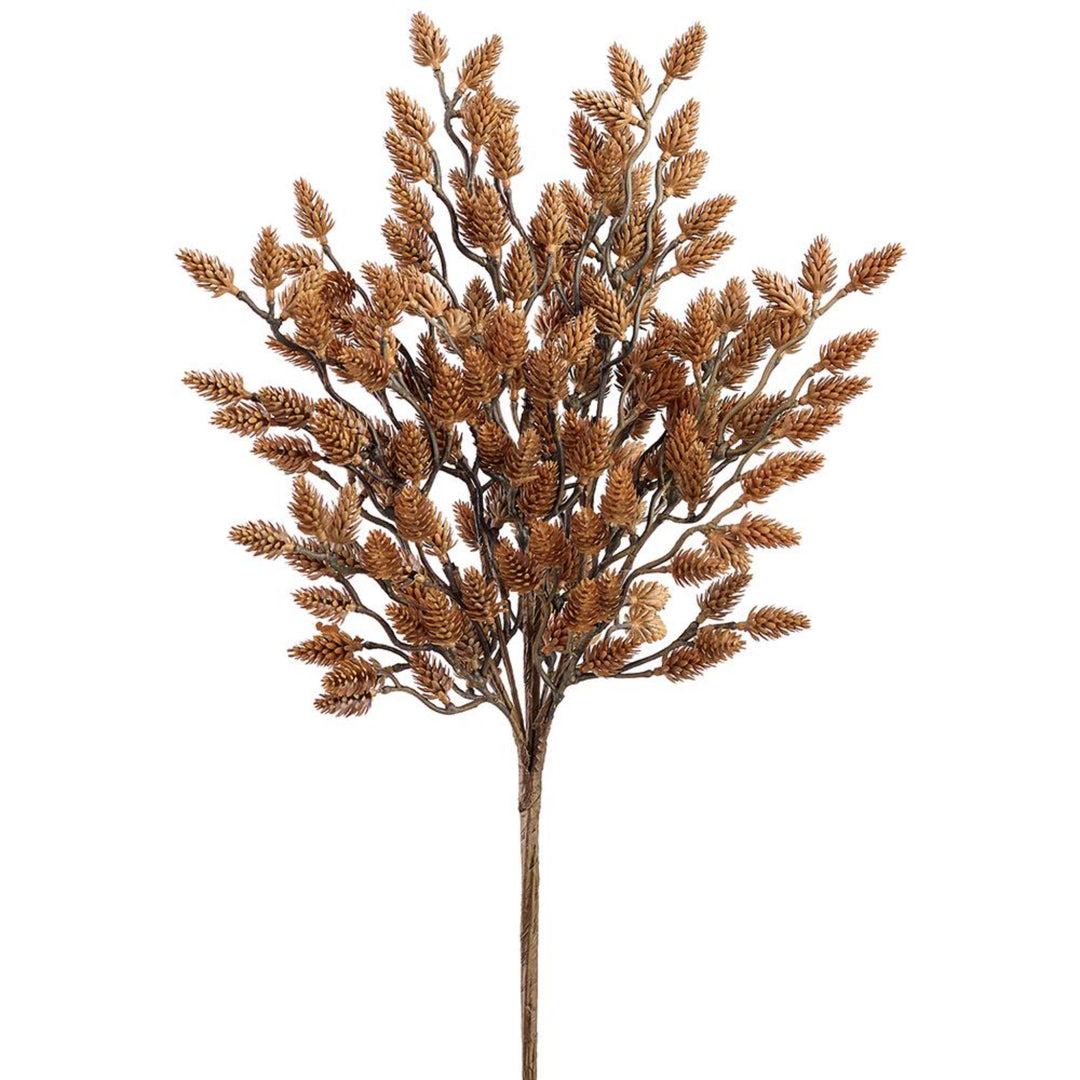 Golden Pinecone Bush