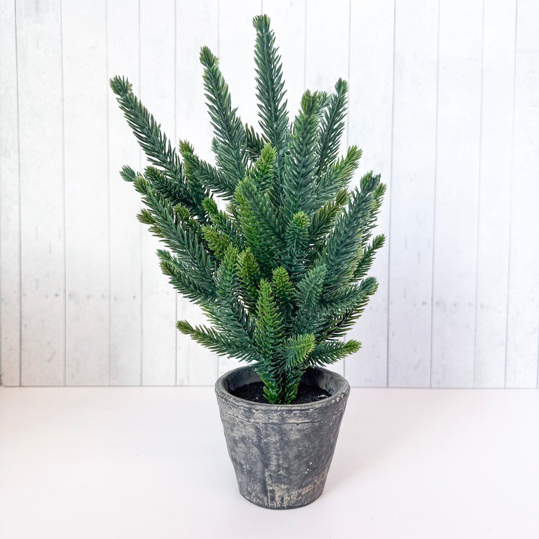 Rustic Baby Evergreen Potted Tree
