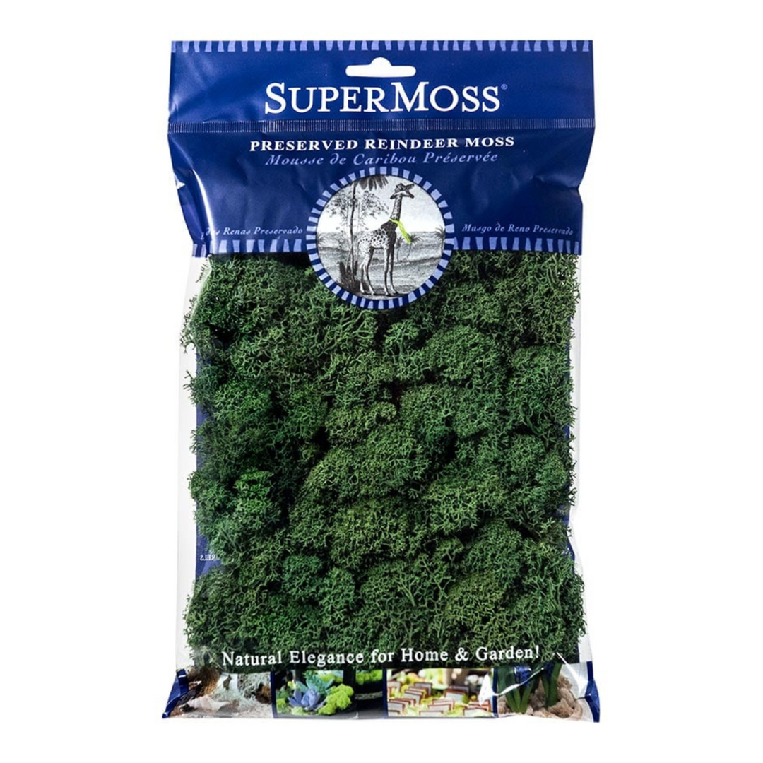 Dark Forest Reindeer Moss