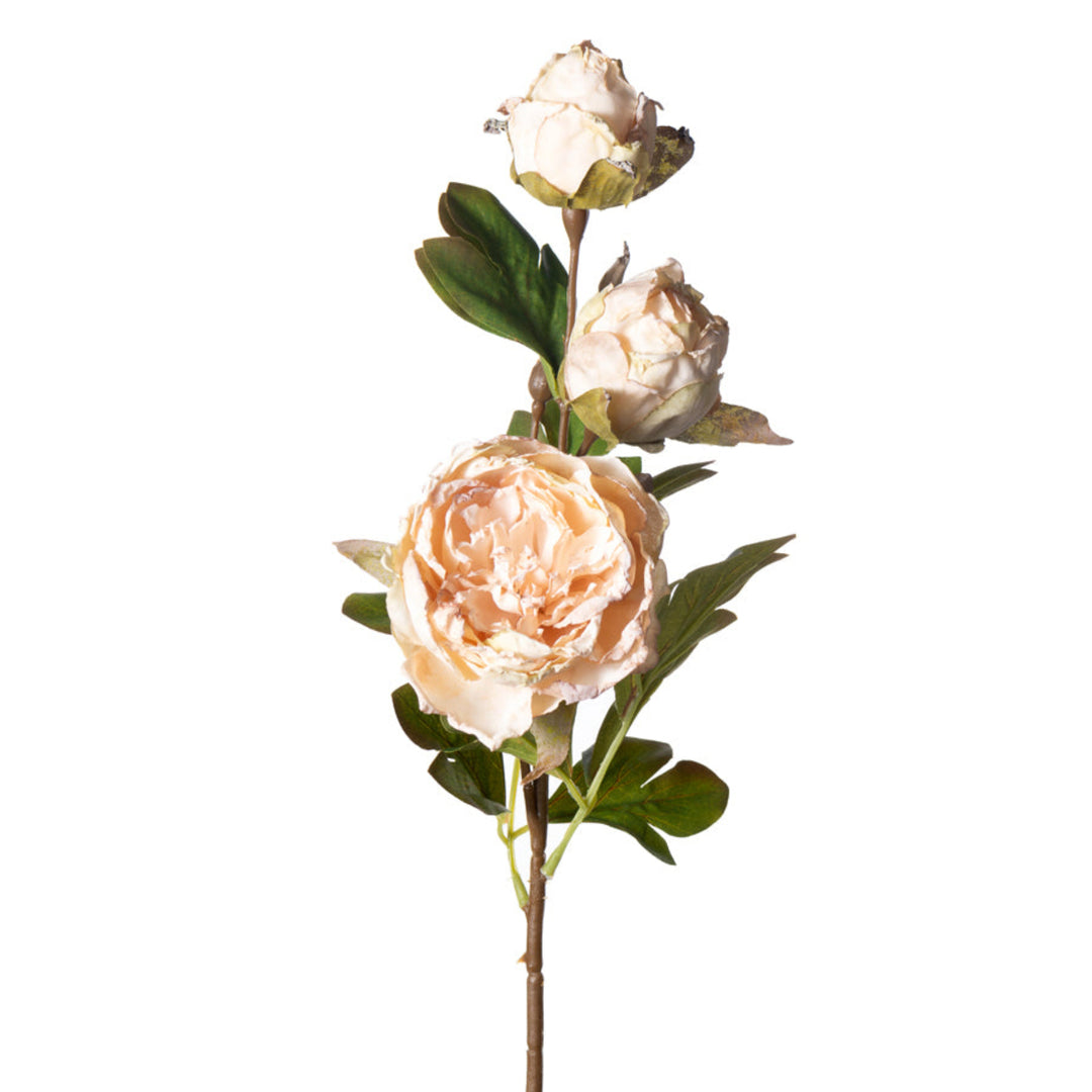 Cream Dried Look Peony Spray