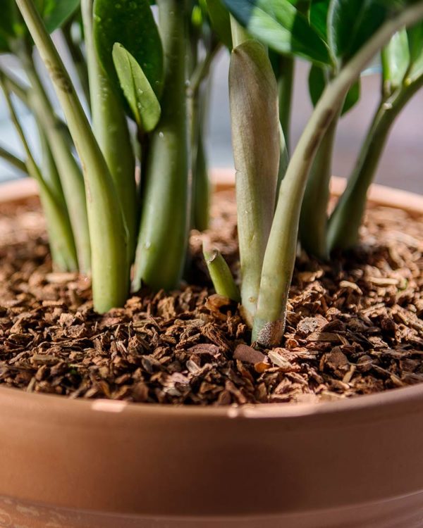 Orchid Potting Mix