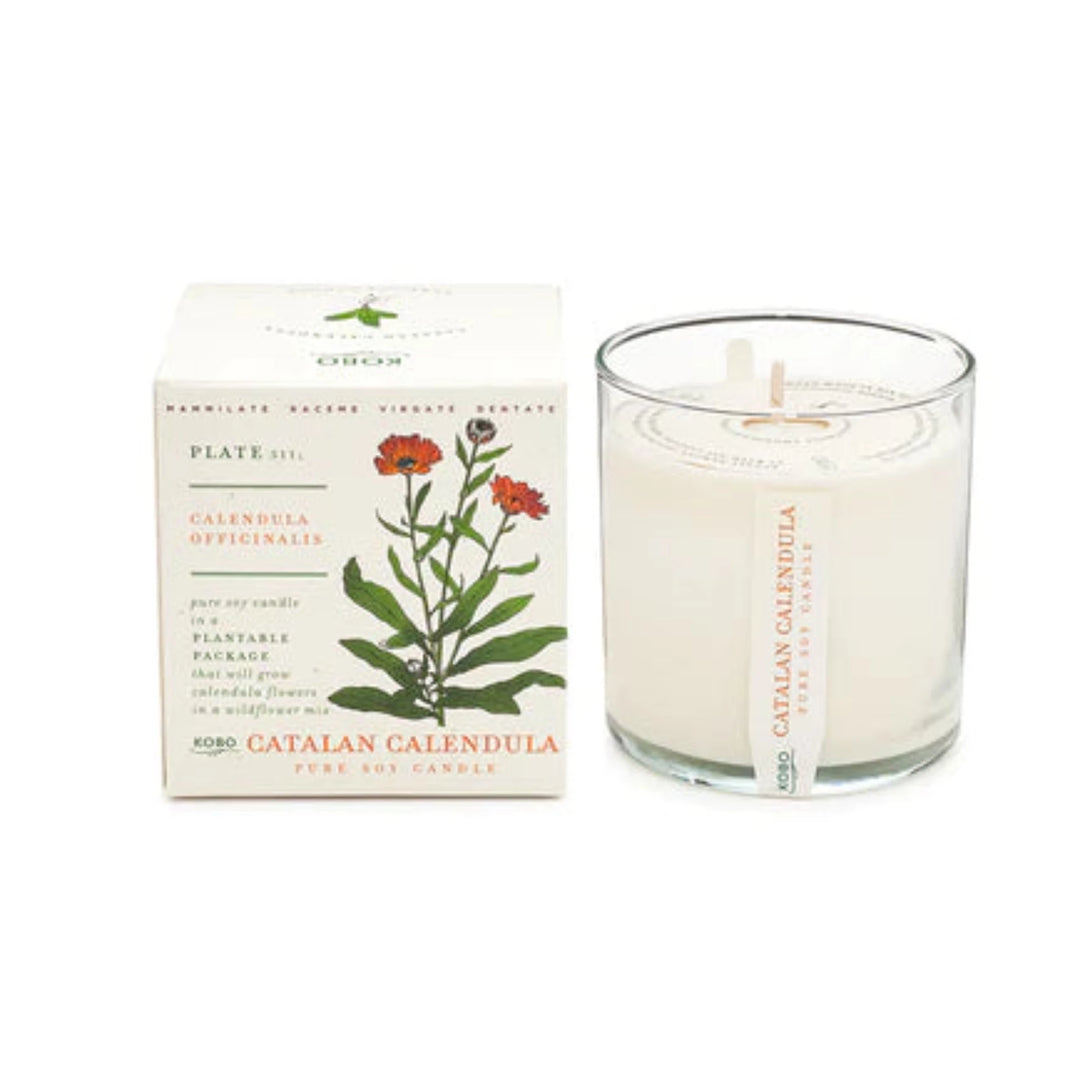 Catalan Calendula Plant The Box Candle