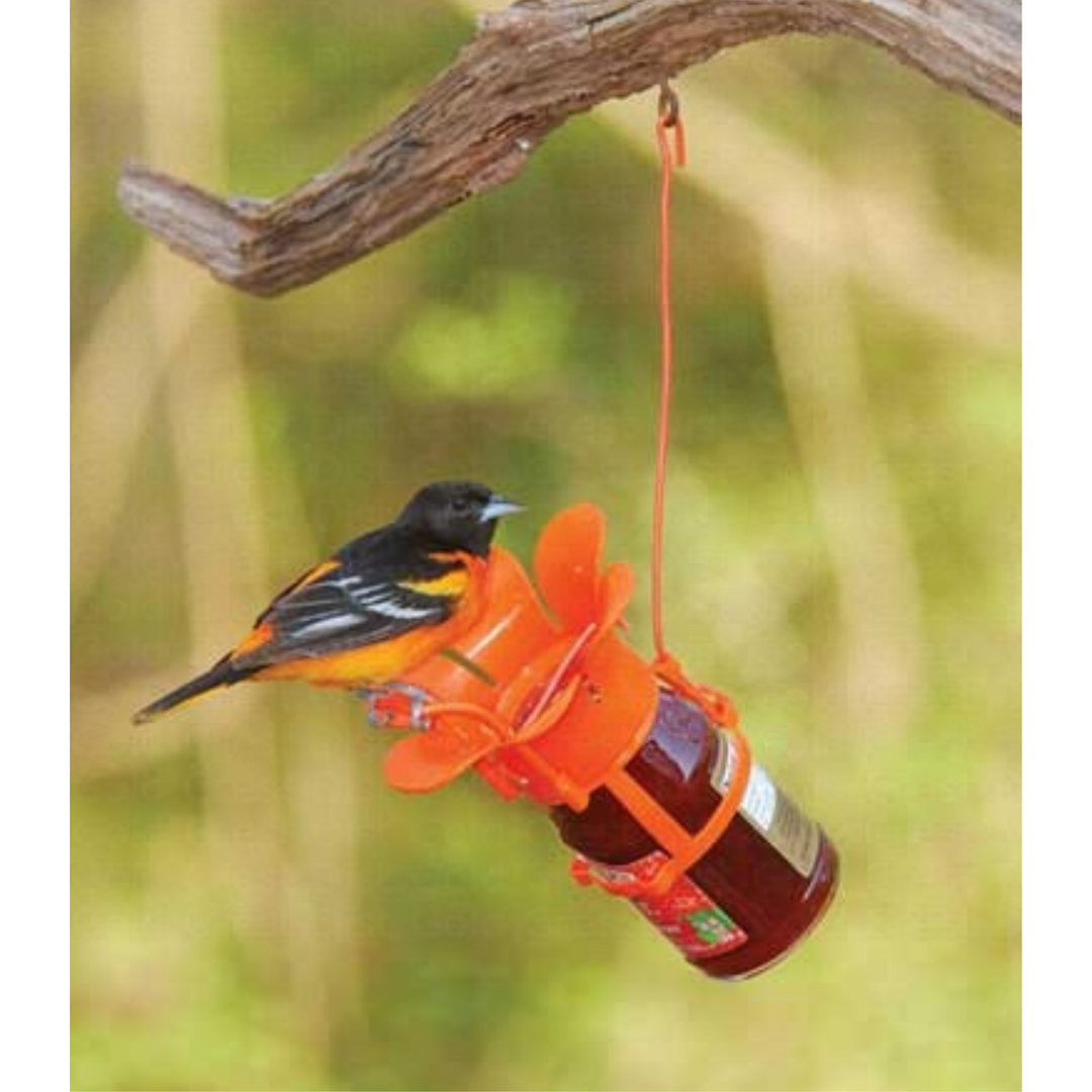 Jelly & Jam Oriole Feeder