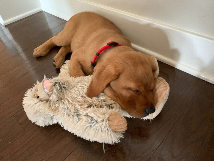 Squeaky Yeti Dog Toy