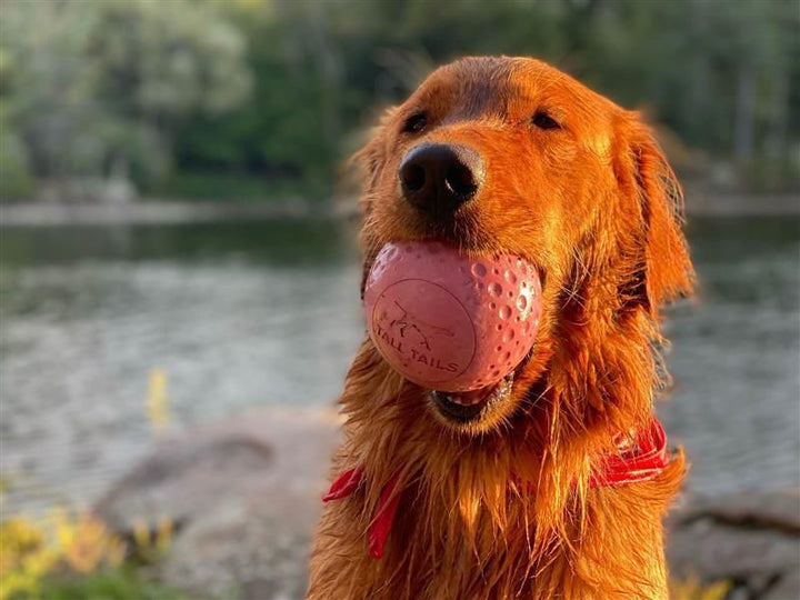 Goat Ball Dog Toy