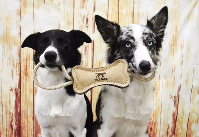 Wool Bone Tug Dog Toy