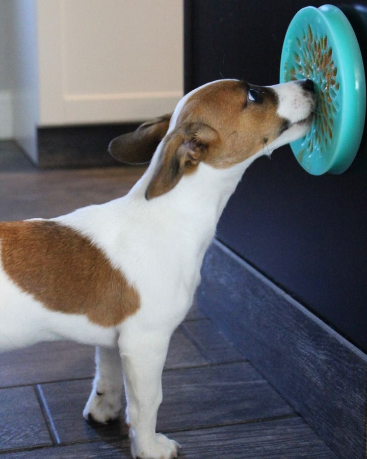 Lickable Reward Dish