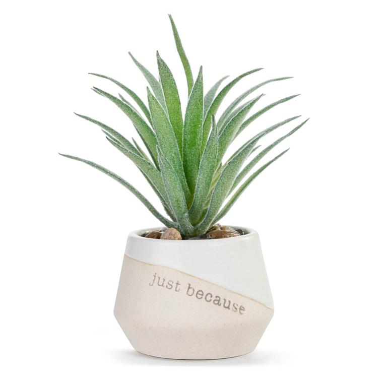 Just Because Mini Succulent Pot