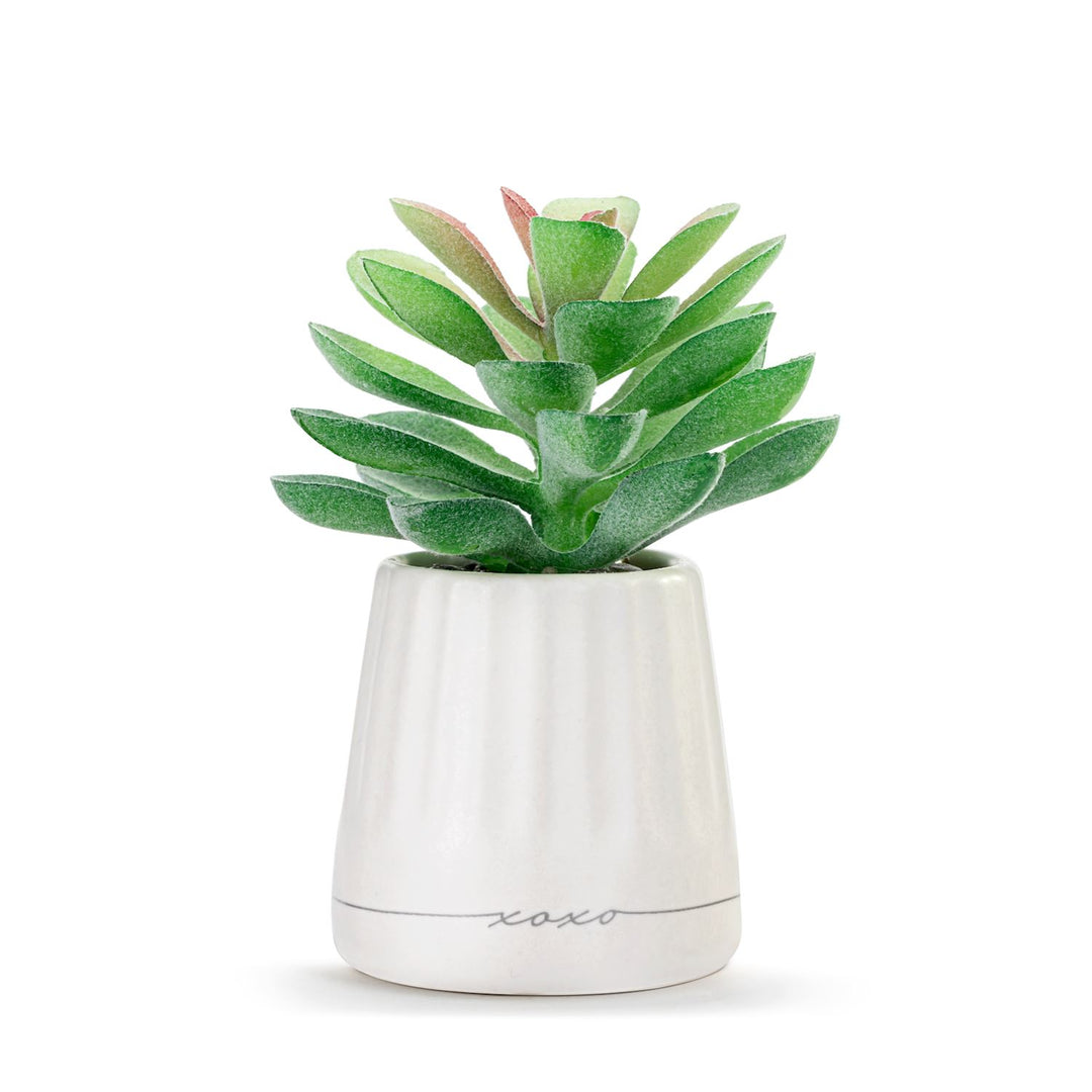 Just Because Mini Succulent Pot
