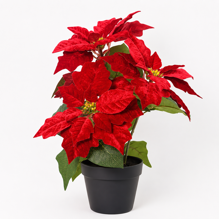 Velvet Poinsettia