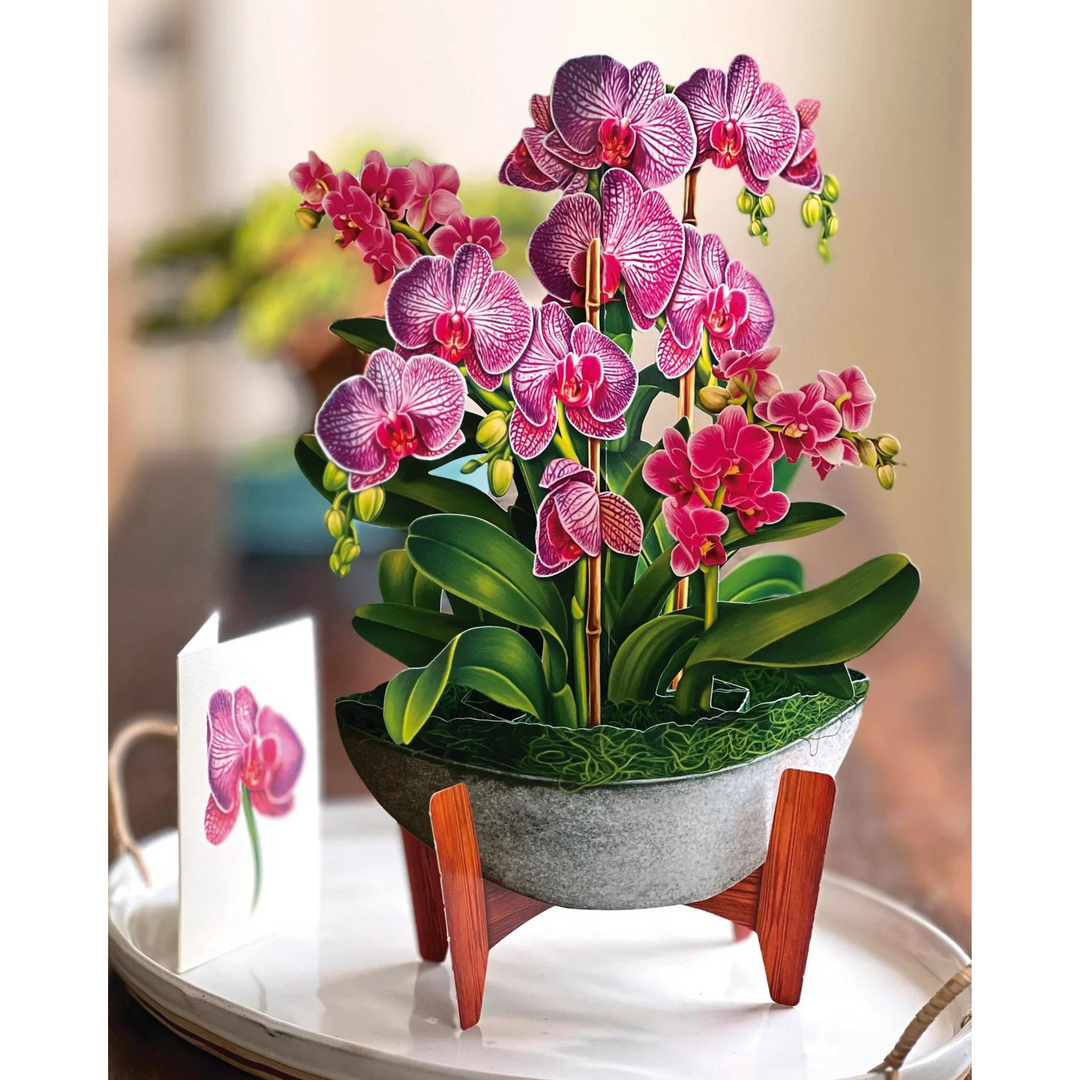 Orchid Oasis Pop-up Flower Bouquet