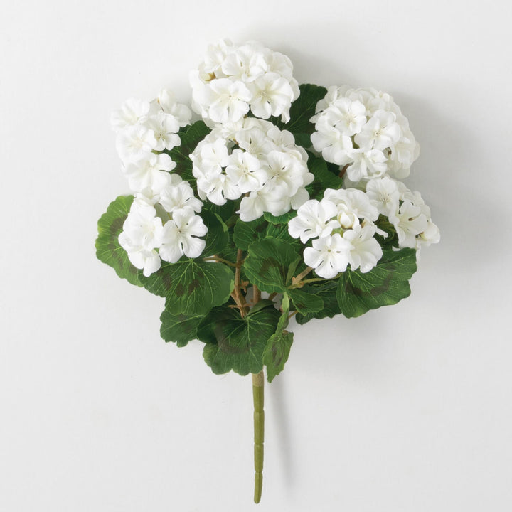 White Geranium Bush