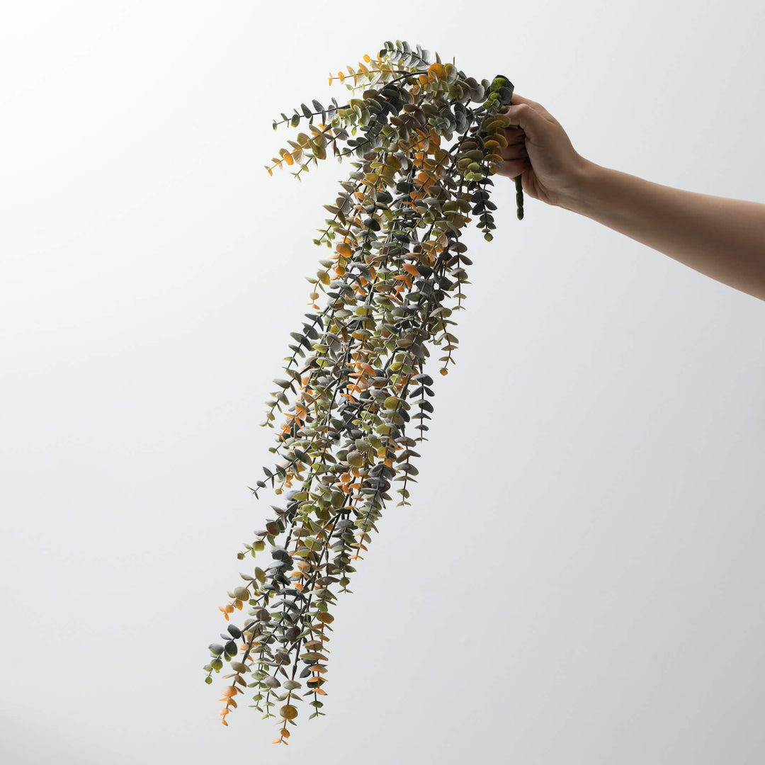 Fading Eucalyptus Hanging Foliage