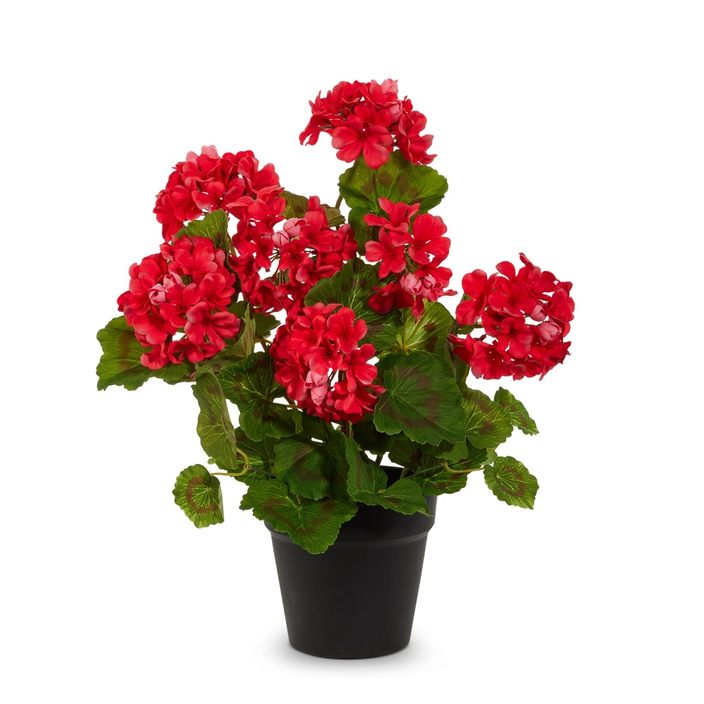 Red Geranium Potted Plant