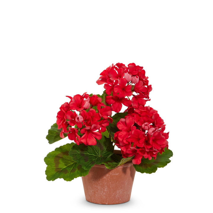 Red Geranium Potted Plant