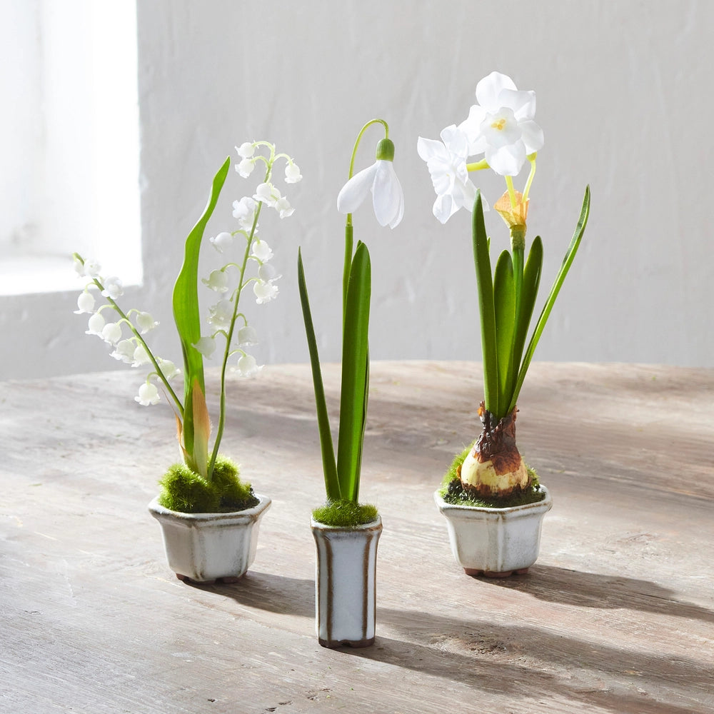 Snowdrop in Cachepot