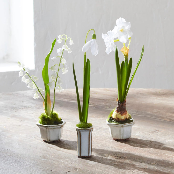 Snowdrop in Cachepot