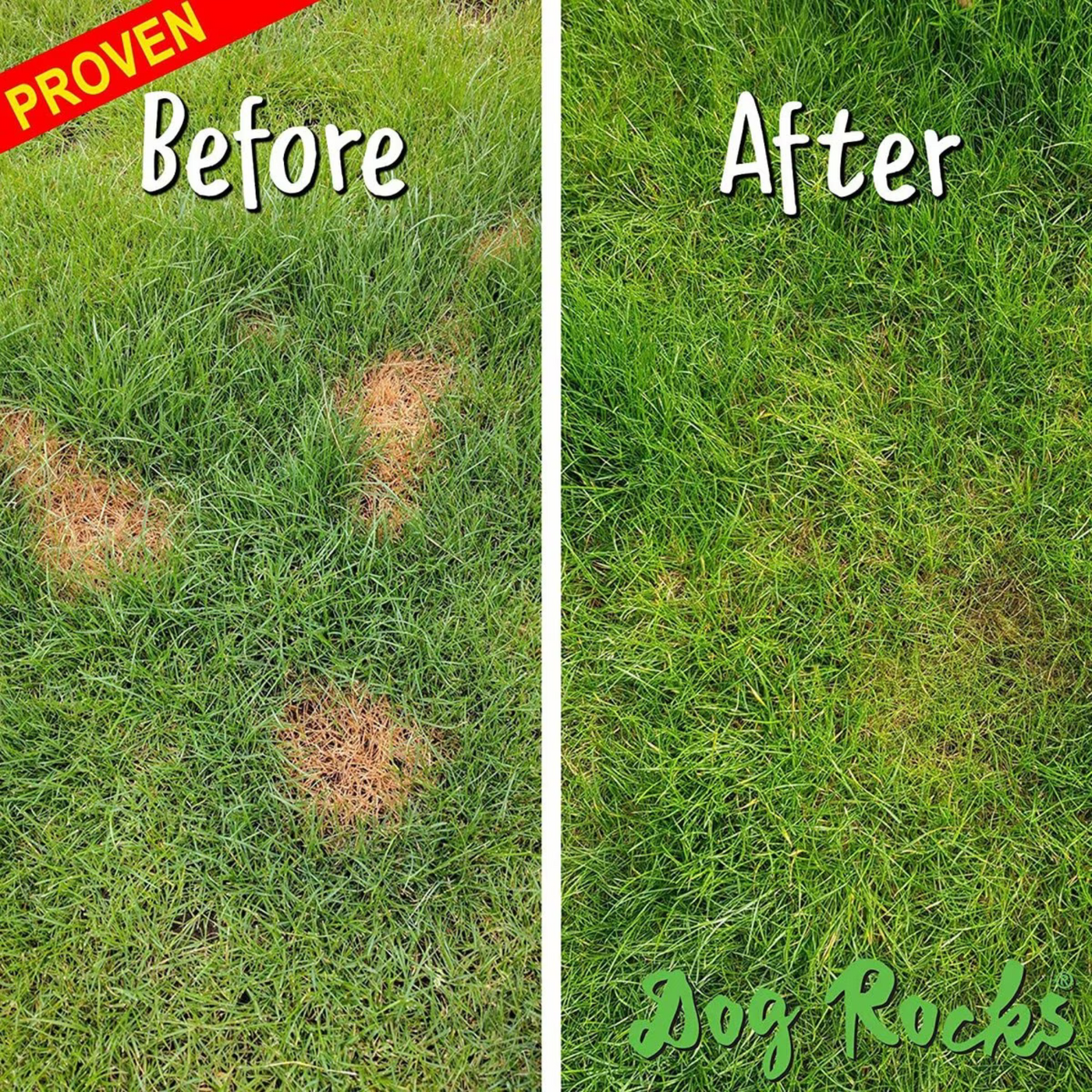 Dog Rocks Grass Burn Prevention