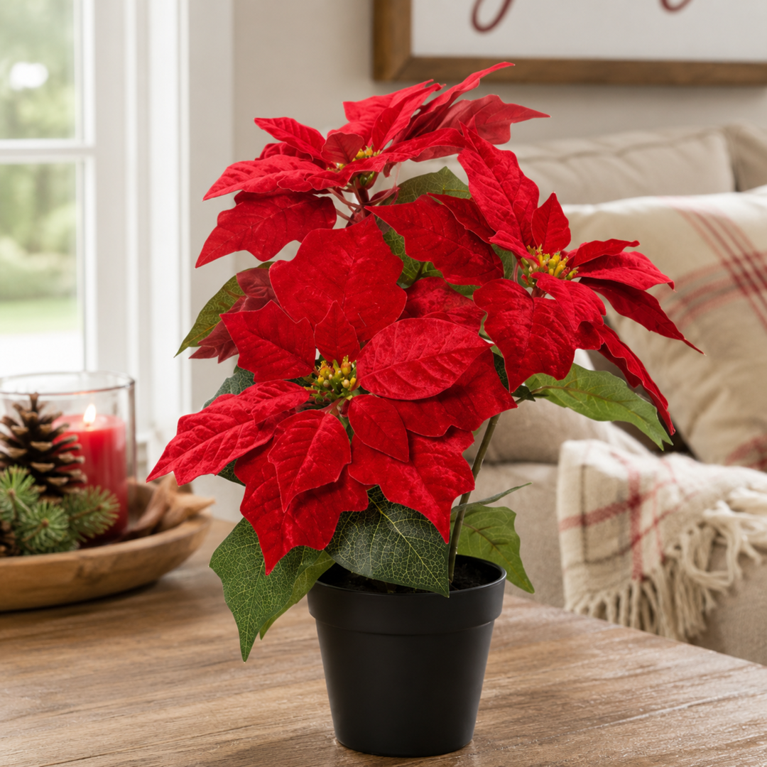 Velvet Poinsettia