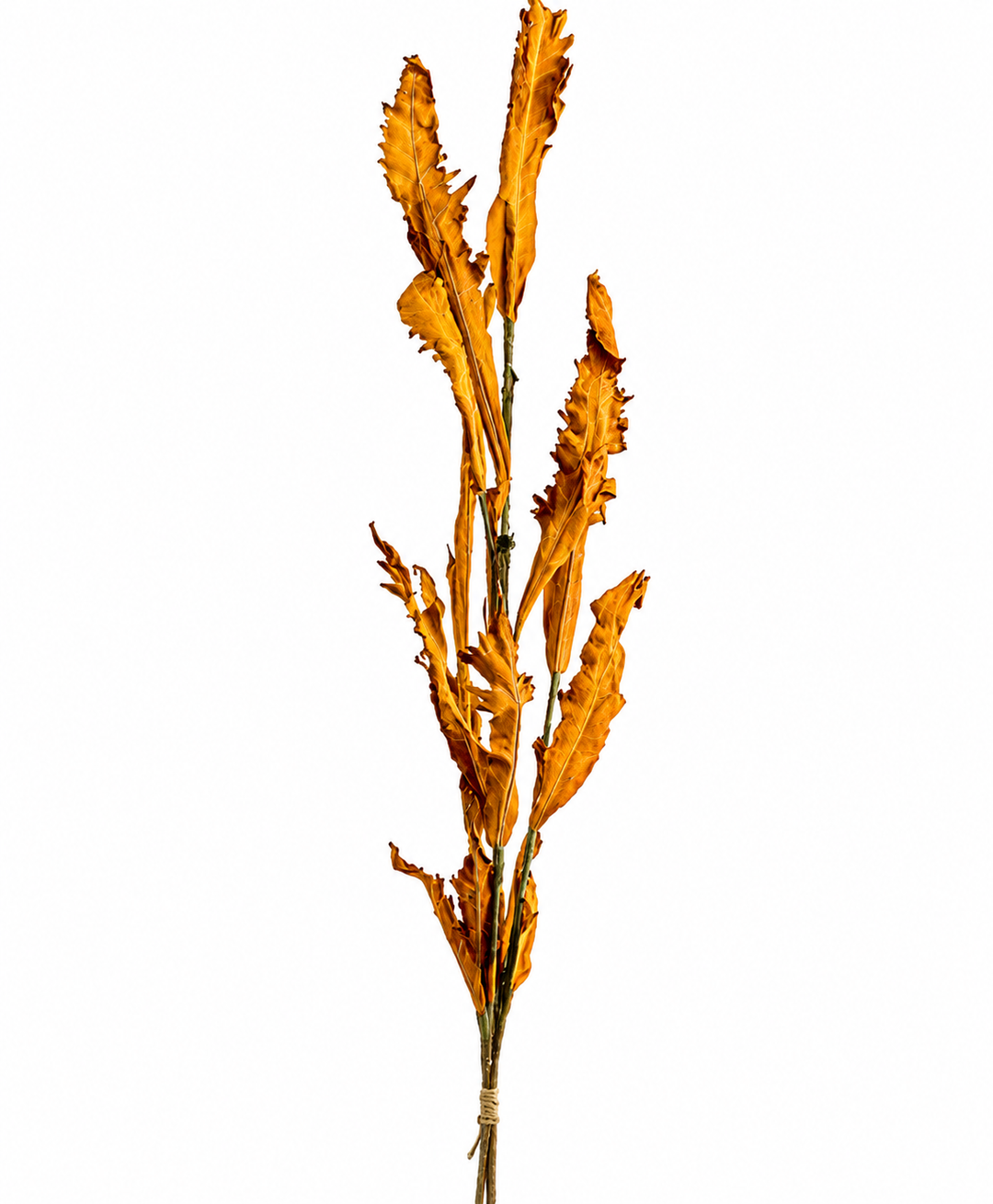 Dried Acanthus Bundle Beige