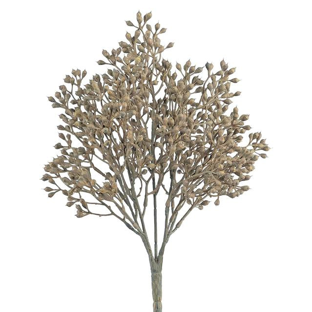 Earthy Seed Bush