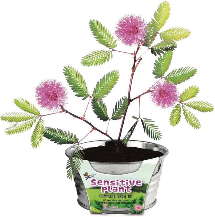 Kid's Sensitive Plant Grow Kit