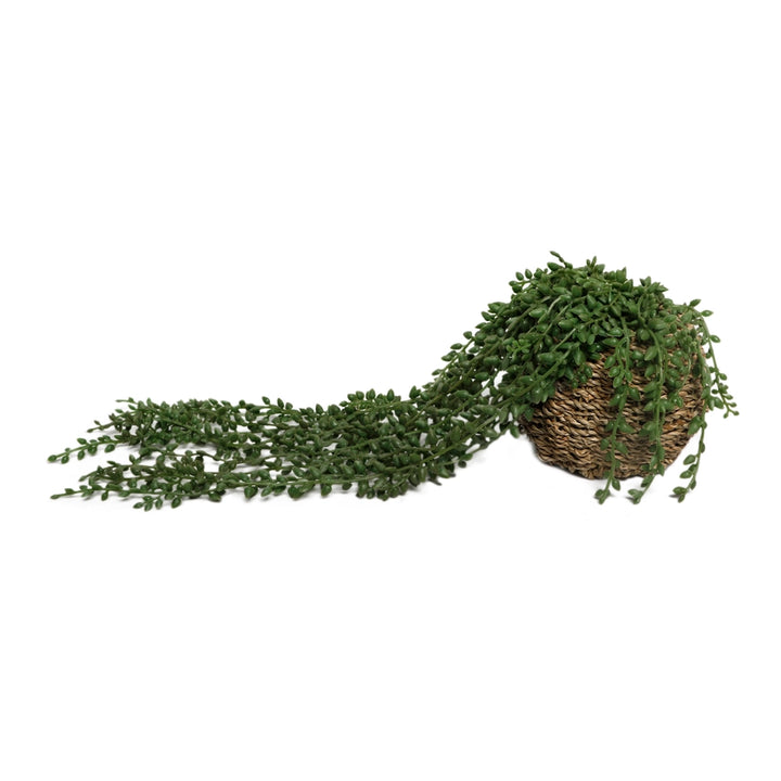 Trailing Succulent Woven Basket