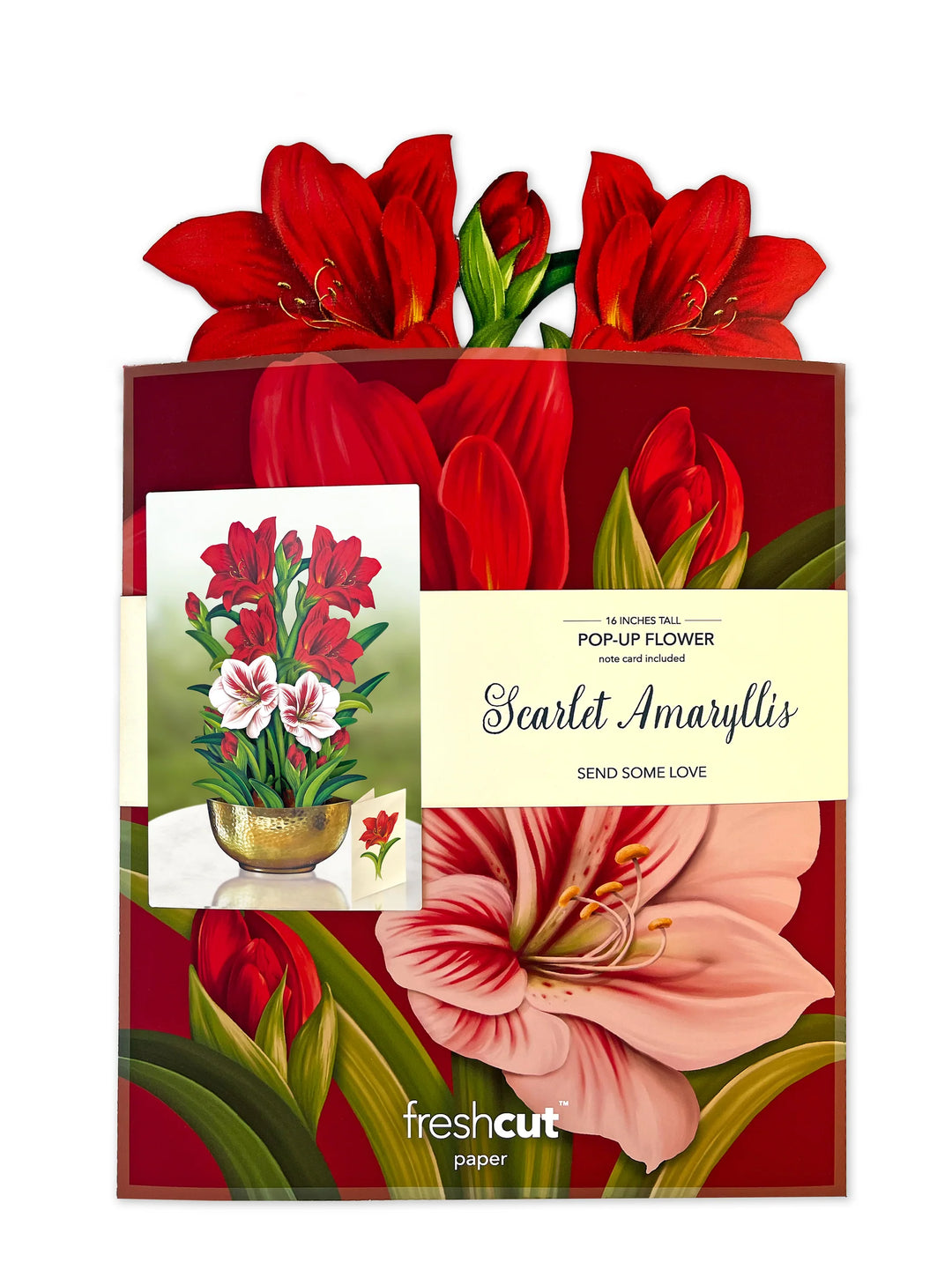 Scarlet Amaryllis Pop-up Flower Bouquet