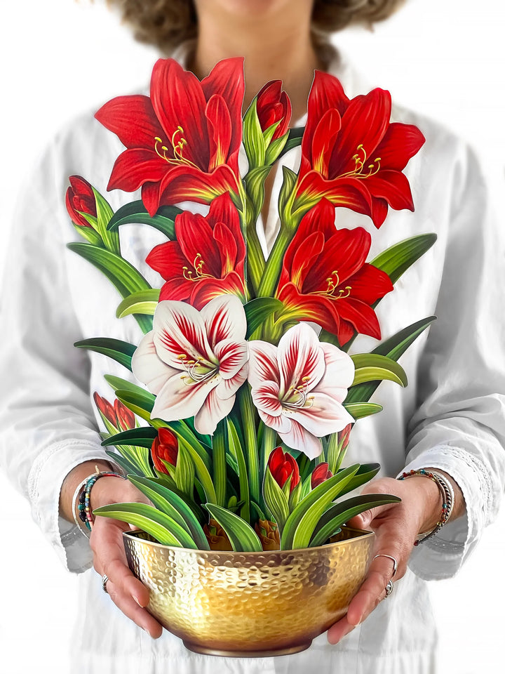 Scarlet Amaryllis Pop-up Flower Bouquet