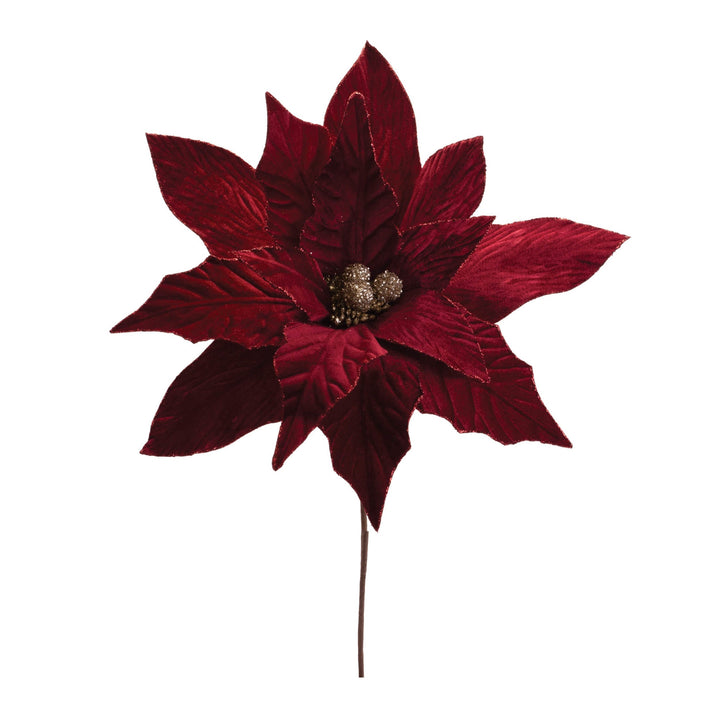 Deep Red Poinsettia