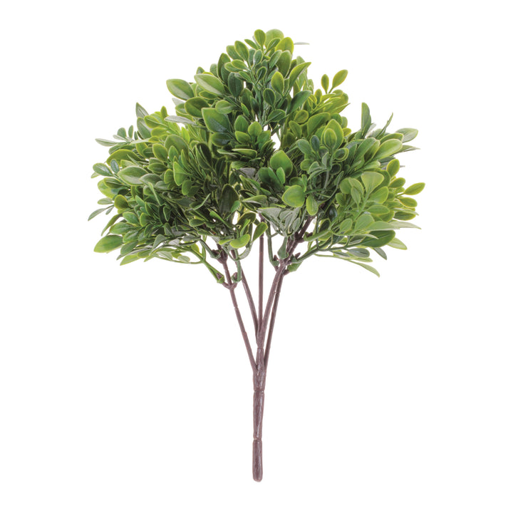 Boxwood Cluster Stem