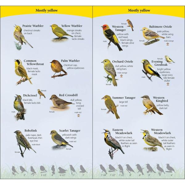 Birds of Midwest Quick Guide Booklet