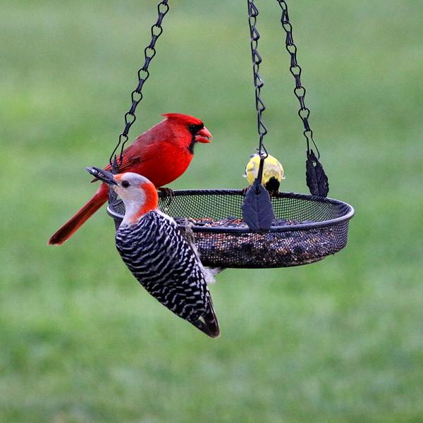 Metal Hanging Tray Feeder