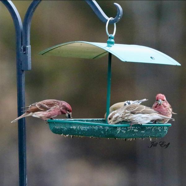 Green Multipurpose Platform Bird Feeder