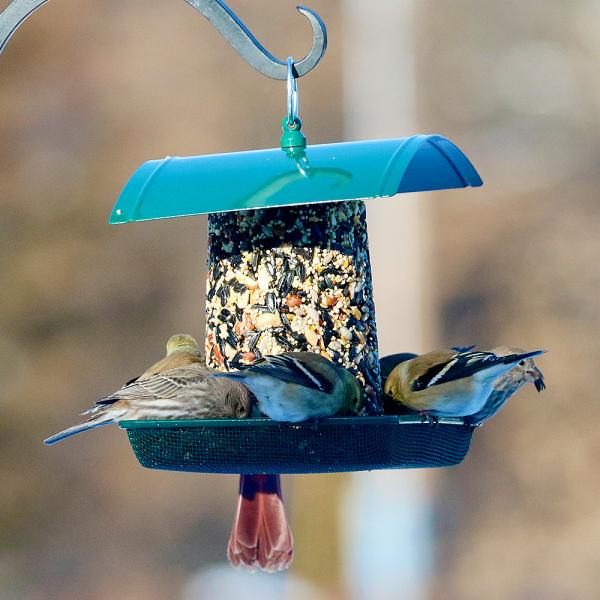 Green Multipurpose Platform Bird Feeder