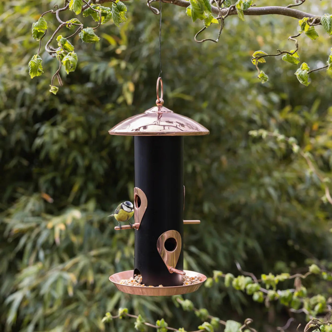 Bird feeder hanging from a branch with green foliage in the background